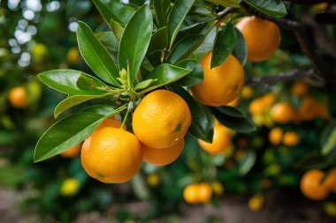 Olgunlaşmış meyve portakal ağaçlarıyla
