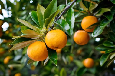 Olgunlaşmış meyve portakal ağaçlarıyla