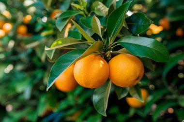 Olgunlaşmış meyve portakal ağaçlarıyla