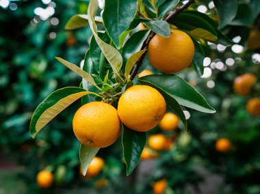 Olgunlaşmış meyve portakal ağaçlarıyla