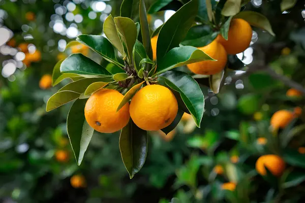 stock image Orange trees with ripe fruits