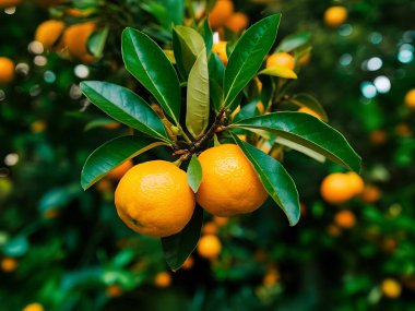 Olgunlaşmış meyve portakal ağaçlarıyla