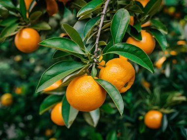 Olgunlaşmış meyve portakal ağaçlarıyla