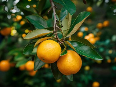 Olgunlaşmış meyve portakal ağaçlarıyla