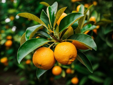 Olgunlaşmış meyve portakal ağaçlarıyla