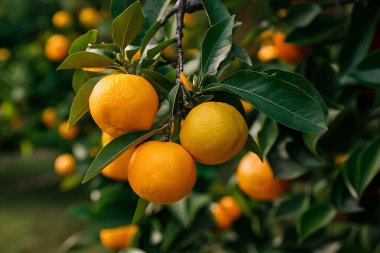 Olgunlaşmış meyve portakal ağaçlarıyla