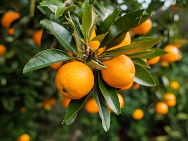 Olgunlaşmış meyve portakal ağaçlarıyla
