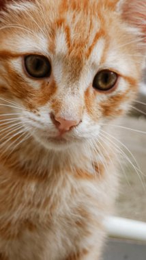 Bir kedinin portresi