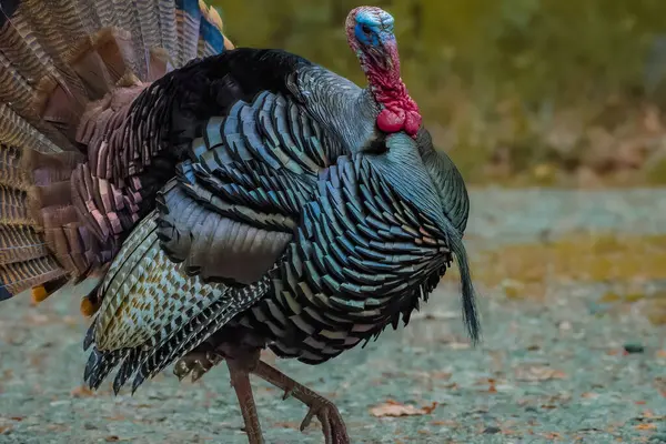 Wild Male Turkey Strutting Mating Season High Quality Photo — Stock Photo, Image