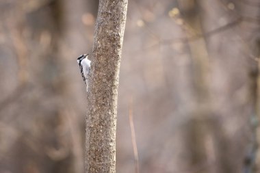 Wild woodpecker on a tree in a wooded area. High quality photo clipart