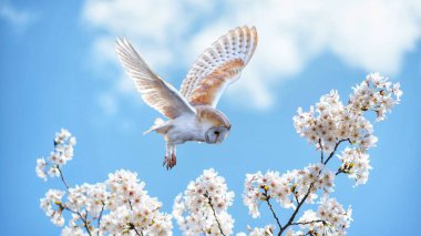 Ahırın baykuşu bitki resmi üzerinde uçuyor, ahır baykuşu duvar kağıdı resmi, doğa teması. 