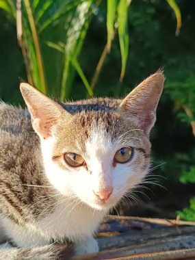 Güzel kedi sabah güneşlenirken bahçe görüntüsüyle. 