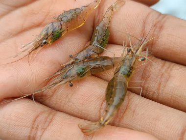 The small Indian prawns on hand close up image.  clipart