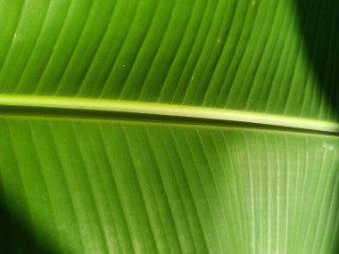 Fresh green banana leaf texture, ideal for backgrounds and natural designs.