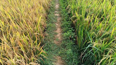 Altın pirinç tarlaları yemyeşil ekinlerle karşılaşıyor, bir yol ile ayrılmış, doğanın cömertliğinin ahenkli bir karışımı..