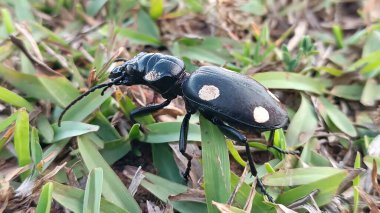 Anthia 'nın, dev yer böceği çimlerin üzerinde. Ayırt edici çıkıntıları ve büyük çenesi olan siyah parlak bir vücut..