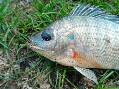 Canlı yeşil çimenlerin üzerinde dinlenen bir tilapia balığı, gümüş pullarını ve farklı yüzgeçlerini sergiliyor..