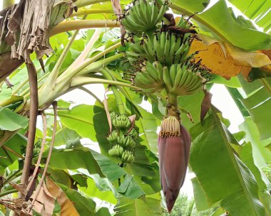 Çiğ muzlar ve çiçekler ağaçta asılı, doğanın büyümesini ve güzelliğini gösteriyor..
