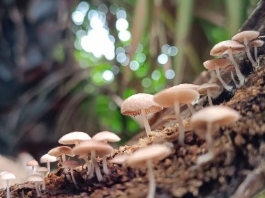 Bulanık doğal bir arka planı olan küçük mantarların makro çekimi..