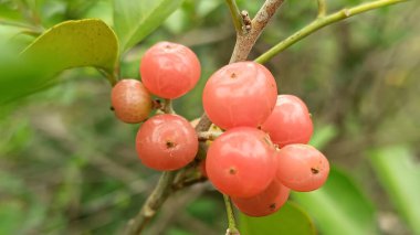 Close-up of ripe orange Glycosmis pentaphylla (gin berries) on a plant with a green foliage background.  clipart