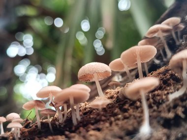 Bulanık doğal bir arka planı olan küçük mantarların makro çekimi..