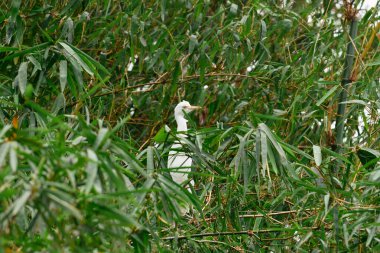 Genç beyaz balıkçıl, tropikal bir ormanda yemyeşil bambu yapraklarının arasına saklanır ve doğada huzurlu bir vahşi yaşam anını yakalar..