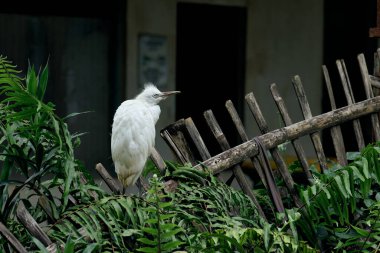 Yaşlı bir bambu çitinin üzerine tünemiş genç bir balıkçıl, yemyeşil ile harmanlanmış, doğa ile insan tarafından değiştirilmiş çevre arasında uyum yaratıyor..