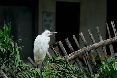 Yaşlı bir bambu çitinin üzerine tünemiş genç bir balıkçıl, yemyeşil ile harmanlanmış, doğa ile insan tarafından değiştirilmiş çevre arasında uyum yaratıyor..