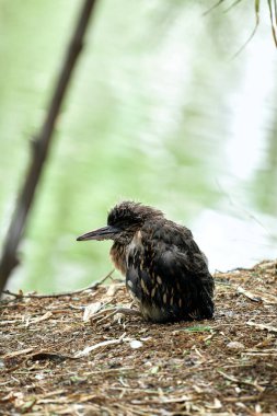 Genç Siyah Taç Giymiş Gece Balıkçıl (Nycticorax nycticorax) huzurlu ve doğal bir ortamda orman zemininde dinleniyor.. 