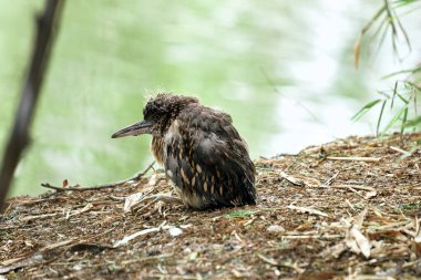 Genç Siyah Taç Giymiş Gece Balıkçıl (Nycticorax nycticorax) huzurlu ve doğal bir ortamda orman zemininde dinleniyor.. 