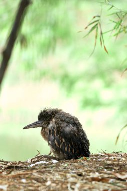 Genç Siyah Taç Giymiş Gece Balıkçıl (Nycticorax nycticorax) huzurlu ve doğal bir ortamda orman zemininde dinleniyor.. 