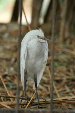 Genç bir Küçük Egret 'in (Egretta Garzetta), insan gelişiminin ortasında vahşi yaşamın kırılganlığını sembolize eden kuru bir demir parmaklıkların arkasında sessizce durması..