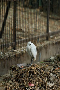 Genç Küçük Egretta (Egretta Garzetta) kentsel bir çevrede çöp ve moloz yığınının üzerinde durarak, kirliliğin doğal yaşam ortamları üzerindeki etkisini vurguluyor..