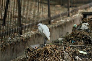 Genç Küçük Egretta (Egretta Garzetta) kentsel bir çevrede çöp ve moloz yığınının üzerinde durarak, kirliliğin doğal yaşam ortamları üzerindeki etkisini vurguluyor..