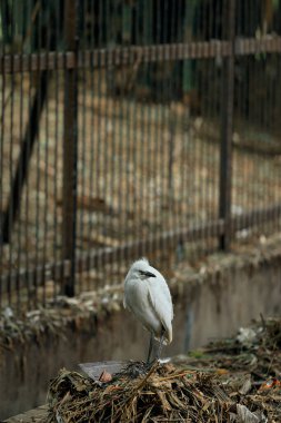 Genç Küçük Egretta (Egretta Garzetta) kentsel bir çevrede çöp ve moloz yığınının üzerinde durarak, kirliliğin doğal yaşam ortamları üzerindeki etkisini vurguluyor..