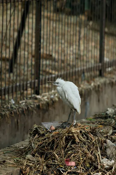 Genç Küçük Egretta (Egretta Garzetta) kentsel bir çevrede çöp ve moloz yığınının üzerinde durarak, kirliliğin doğal yaşam ortamları üzerindeki etkisini vurguluyor..