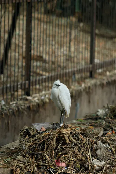 Genç Küçük Egretta (Egretta Garzetta) kentsel bir çevrede çöp ve moloz yığınının üzerinde durarak, kirliliğin doğal yaşam ortamları üzerindeki etkisini vurguluyor..