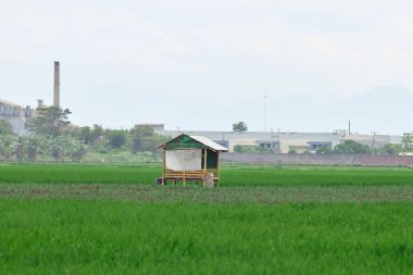 Yeşil pirinç tarlasının ortasında geleneksel bambu kulübesi, arkasında fabrika ve dağlar var. Kırsal yaşam ve endüstriyel varlığın karşıtlığı.