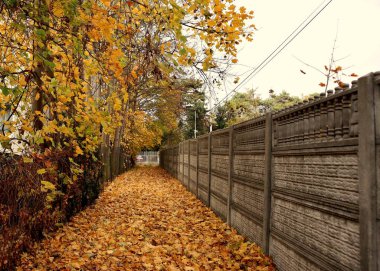 A peaceful autumn scene with a path covered in vibrant yellow leaves. The fallen foliage creates a warm, golden carpet, embodying the beauty of the fall season. clipart