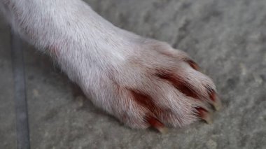 Yumuşak kürkü ve keskin pençeleri olan, dokulu bir yüzeyde dinlenen bir köpeğin pençesi. Ayrıntılı çekim kürkün yumuşak dokusunu ve köpek pençesinin doğal yapısını vurgular..
