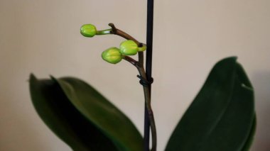 Yeşil tomurcuklu falaenopsis orkidesi. İnce bir gövdede üç yeşil çiçek tomurcuğu bulunan bir falaenopsis orkidesinin yakın çekimi. Bitki, arka planında koyu yeşil yaprakları olan siyah bir kazıkla destekleniyor..