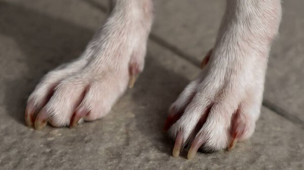 Крупный план собачьих лап на полу плитки. Крупный план двух белых собачьих лап, стоящих на плиточном полу. На изображении детально показаны мех и когти, подходящие для домашних животных.