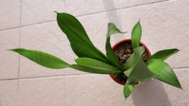 Sansevieria 'nın fayanslarla döşenmiş bir tencerede üst görüntüsü. Sansevieria bitkisinin yukarıdan görünüşü terasotta tenceresinde büyüyor..