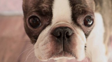 Boston Terrier suratının yakın çekimi. Boston Terrier köpeğinin sevimli yakın plan portresi, etkileyici gözleri ve tuhaf bir bakışı var. Köpek doğrudan kameraya bakıyor..