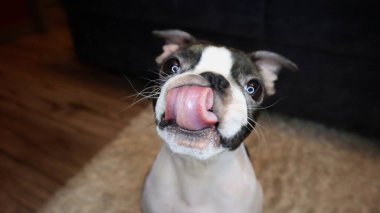 Boston Teriyeri 'nin burnunu yalaması komik. Tatlı Boston Terrier köpeği dilini çıkarmış, komik ve anlamlı bir anda burnunu yalıyor..