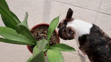 Boston Terrier kapalı alanda yılan kokusu aldı. Boston teriyeri köpeği, kapalı bir zeminde saksı yılanı (Sansevieria) kokluyor..