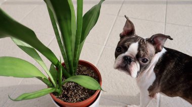 Boston Teriyeri 'nin evinde yılan saksısı var. Şirin Boston Terrier köpeği Sansevieria 'nın fayanslı zemininde saksıda duran yılan bitkisinin yanında duruyor..