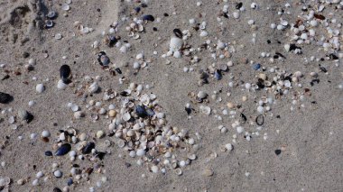 Deniz kabukları ve deniz yaşamının parçaları altın kumun üzerine saçıldı. Sakin bir sahil anın güzelliğini yansıtan doğal bir kompozisyon..