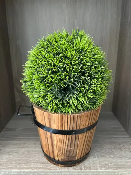 Tahta Fıçı Bitkisinde Topçu Balosu