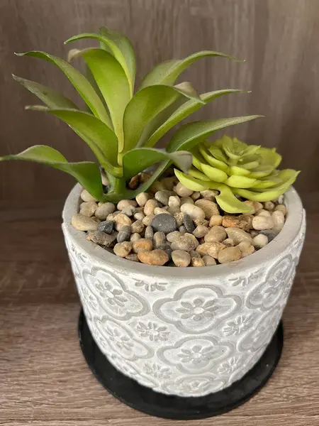 Dekoratif Beyaz Bitkide Sulu Bitki